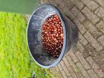 kastanjes bijvoorbeeld voor herfststukjes, Tuin en Terras, Planten | Bomen, Ophalen of Verzenden, Volle zon, Overige soorten