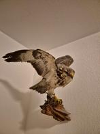 Mooie opgezette vogel buizerd (taxidermie), Ophalen, Gebruikt, Vogel, Opgezet dier