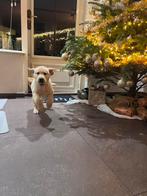 Mooie, lieve raszuivere labrador pup zoekt een warm gezin, Dieren en Toebehoren, Reu, CDV (hondenziekte), 8 tot 15 weken, Eén hond