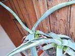 Agave plant te koop, Volle zon, Vaste plant, Bloeit niet, Ophalen