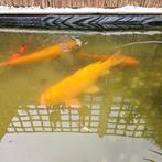 4 koi karpers en vijverpomp, Karper of Koi