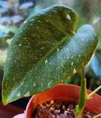 Monstera Thai constellation noid, Verzenden, Overige soorten, Minder dan 100 cm