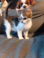 Te koop lieve perzische x europese kittens.(kortharig), Dieren en Toebehoren, Katten en Kittens | Overige Katten, Meerdere dieren