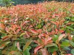 Photinia fraseri red robin. Haagplanten P9, Ophalen of Verzenden, Overige soorten, Haag, 100 tot 250 cm