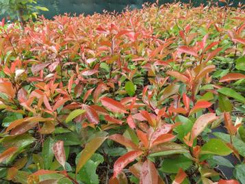 Photinia fraseri red robin. Haagplanten P9 beschikbaar voor biedingen