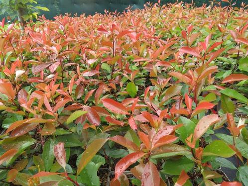 Photinia fraseri red robin. Haagplanten P9, Tuin en Terras, Planten | Struiken en Hagen, Haag, Overige soorten, 100 tot 250 cm