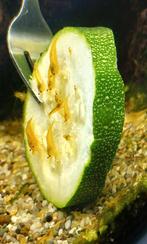 Te koop leuke gele en blauwe garnaaltjes €7,50 per 10 stuks, Dieren en Toebehoren, Vissen | Aquariumvissen, Kreeft, Krab of Garnaal