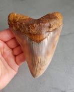 Megalodon tand 12,7cm, Ophalen of Verzenden, Fossiel