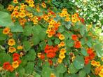 Uit de biologische moestuin: Oost indische kers, zaden., Tuin en Terras, Bloembollen en Zaden, Ophalen of Verzenden, Voorjaar