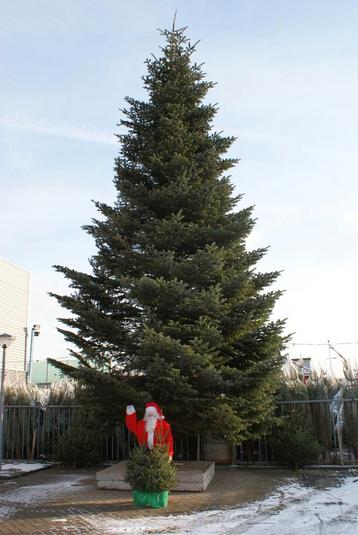gezocht grote kerstboom denneboom beschikbaar voor biedingen
