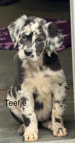 Berner sennen x labrador kruising pups, Dieren en Toebehoren, 8 tot 15 weken, Groot, CDV (hondenziekte), Meerdere