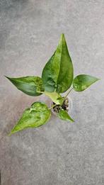 Alocasia Cucullata Aurea/Mint Variegata, Ophalen of Verzenden, Halfschaduw, Minder dan 100 cm