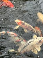 Diverse koi’s te koop, Dieren en Toebehoren, Karper of Koi