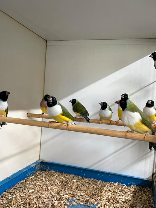 Verschillende kleuren Gouldamadine, Dieren en Toebehoren, Vogels | Overige Vogels, Tropenvogel, Meerdere dieren