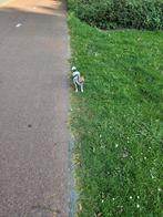 Te koop chihuahua, Dieren en Toebehoren, 6 jaar of ouder, Teef, Eén hond, Chihuahua