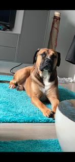 Honden oppas gezocht., Particuliere oppas