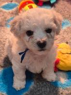 # Prachtige Bichon Frise puppies #, Dieren en Toebehoren, Honden | Chihuahua's en Gezelschapshonden, Parvo, Nederland, Overige rassen