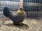 Prachtige Trio Hollandse kriel, Dieren en Toebehoren, Pluimvee, Vrouwelijk, Kip