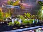 Er zijn diverse aquarium planten op voorraad, Dieren en Toebehoren, Vissen | Aquaria en Toebehoren, Ophalen, Nieuw, Plant(en), Steen of Hout