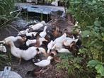 Koppels 1-1 loopeenden wit koppel kwakers beschikbaar, Dieren en Toebehoren, Pluimvee, Meerdere dieren, Eend