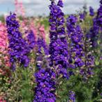 Zaden Delphinium ajacis Blue Spire, Tuin en Terras, Bloembollen en Zaden, Verzenden, Voorjaar, Volle zon, Zaad