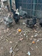 Zijdehoen zijdehoenders kriel, Dieren en Toebehoren, Pluimvee, Meerdere dieren, Kip