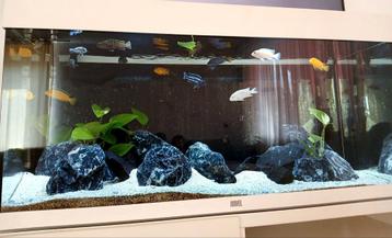 Juwel aquarium 180L beschikbaar voor biedingen
