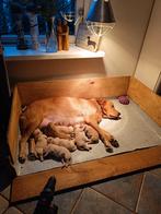 Labrador kruising puppy's te koop (25% golden retriever), Dieren en Toebehoren, 8 tot 15 weken, Labrador retriever, Parvo, Meerdere