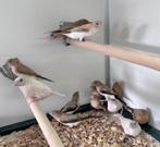 Zilverbekjes, Dieren en Toebehoren, Vogels | Overige Vogels, Meerdere dieren