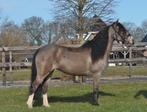 9 jarige brave c pony merrie, Dieren en Toebehoren, Pony's, B, C pony (1.27m tot 1.37m), 7 tot 10 jaar, Recreatiepony