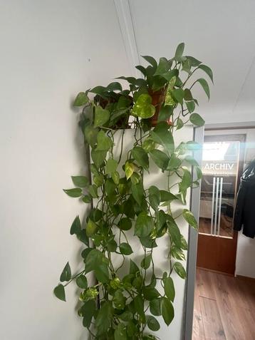 Vier grote drakenklimop incl. potten. beschikbaar voor biedingen