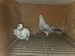 Koppel kweek postduiven, Dieren en Toebehoren, Meerdere dieren, Postduif