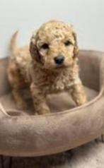 Gezocht mini- Labradoedel, Dieren en Toebehoren, Reu, CDV (hondenziekte), Eén hond, 3 tot 5 jaar
