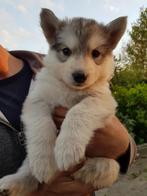 Shepsky (witte herder x husky) mogen verhuizen vanaf juli, Dieren en Toebehoren, CDV (hondenziekte), 8 tot 15 weken, Meerdere