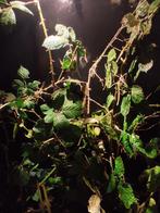 Wandalen stick insect alle maten en stadia, Dieren en Toebehoren, Wandelende tak