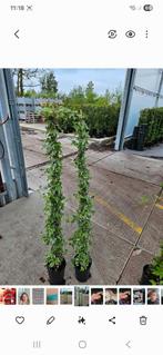 hedera glacier  kleinbladig zilverbont mooie kwaliteit, Tuin en Terras, Ophalen of Verzenden, Klimplanten, Halfschaduw