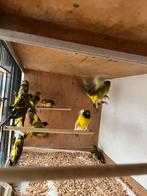 Zwartkop sijzen koppels, Meerdere dieren