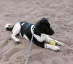 Friese stabij puppy's, Dieren en Toebehoren, CDV (hondenziekte), Meerdere, Meerdere dieren, Fokker | Professioneel