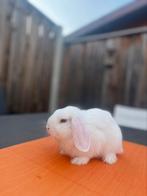 Knappe minilop rammetje te koop van 9 weken oud, Dieren en Toebehoren, Konijnen, Mannelijk, Dwerg