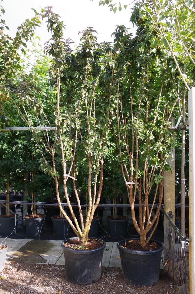 rode vlier sambucus black tower meerstammige boom, Tuin en Terras, Planten | Bomen, Overige soorten, Volle zon, Zomer, In pot