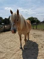 Gezocht plekje als weidemaatje/pensioen, Dieren en Toebehoren, Paarden en Pony's | Overige Paardenspullen, Ophalen, Overige soorten