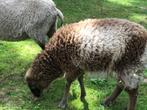 shetland schapen, Dieren en Toebehoren, Schapen, Geiten en Varkens, Meerdere dieren, Schaap, 0 tot 2 jaar