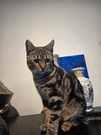 Halve bengaalse poesjes 1, Meerdere dieren, Ontwormd, 0 tot 2 jaar