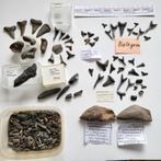 Fossiele haaientand rog walvis België Nederland verzameling, Verzamelen, Mineralen en Fossielen, Ophalen of Verzenden, Fossiel