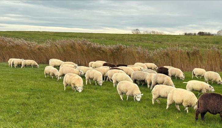 70 Fokooien BoerenTexelaar ARR/ARR, Dieren en Toebehoren, Schapen, Geiten en Varkens, Schaap, Mannelijk