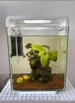 Compleet Aquarium +heater filter en bloody mary  garnalen, Ophalen
