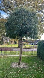 Mooie bomen, Tuin en Terras, Planten | Bomen, Ophalen of Verzenden, Volle zon, Overige soorten