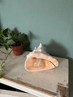 Grote Lambis chiragra schelp (Spider Conch), Ophalen, Schelp(en)