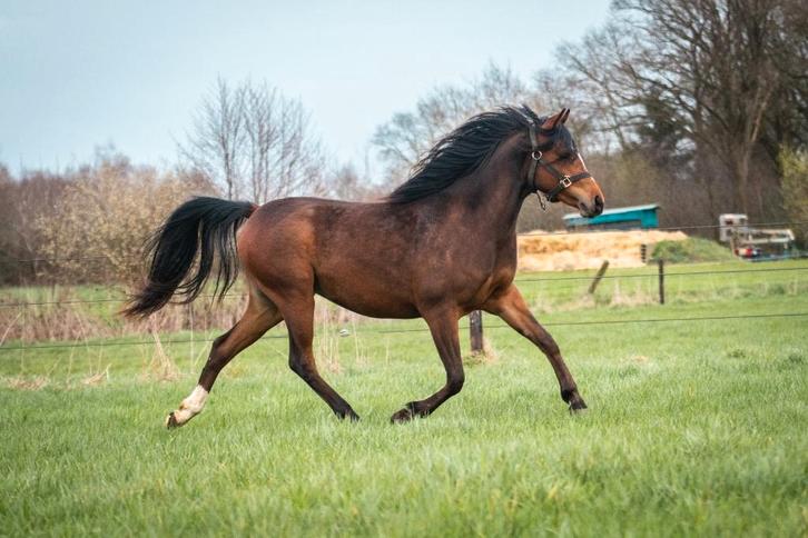 8 jarige D pony merrie zoekt fijn huisje, Dieren en Toebehoren, Pony's, Merrie, Zadelmak, D pony (1.37m tot 1.48m), 7 tot 10 jaar