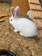 Vlaamse reus baby konijntjes, Dieren en Toebehoren, Konijnen, Meerdere dieren, Groot